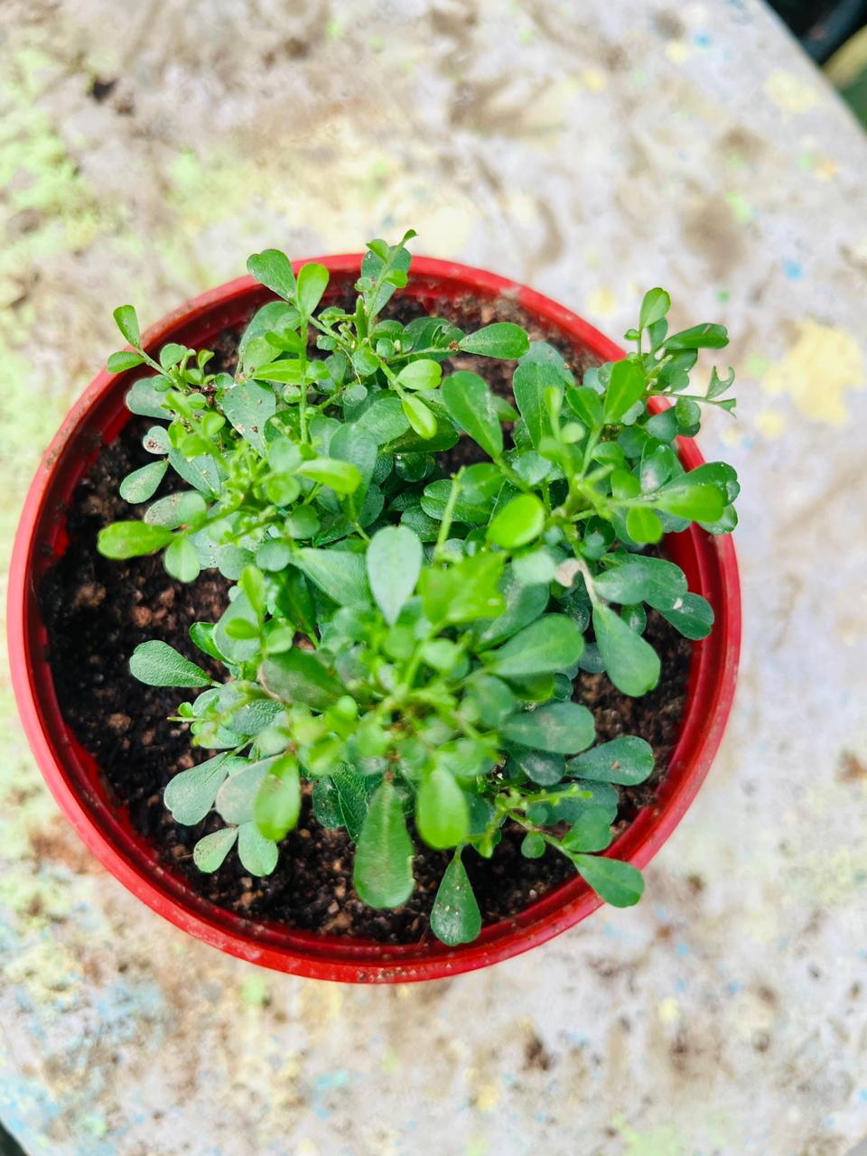 Madhu Kamini Flower Plant
