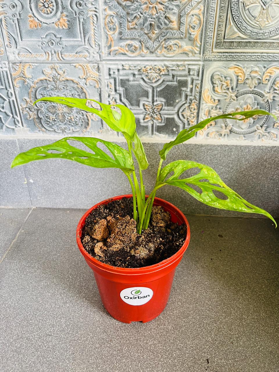 Broken Heart Plant (Monstera Adansonii/Swiss Cheese Plant)