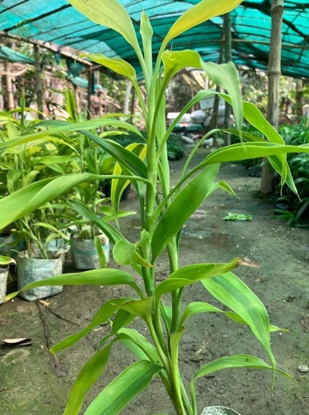 Soil Bamboo Plant