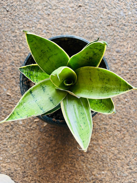 Silver Snake Plant