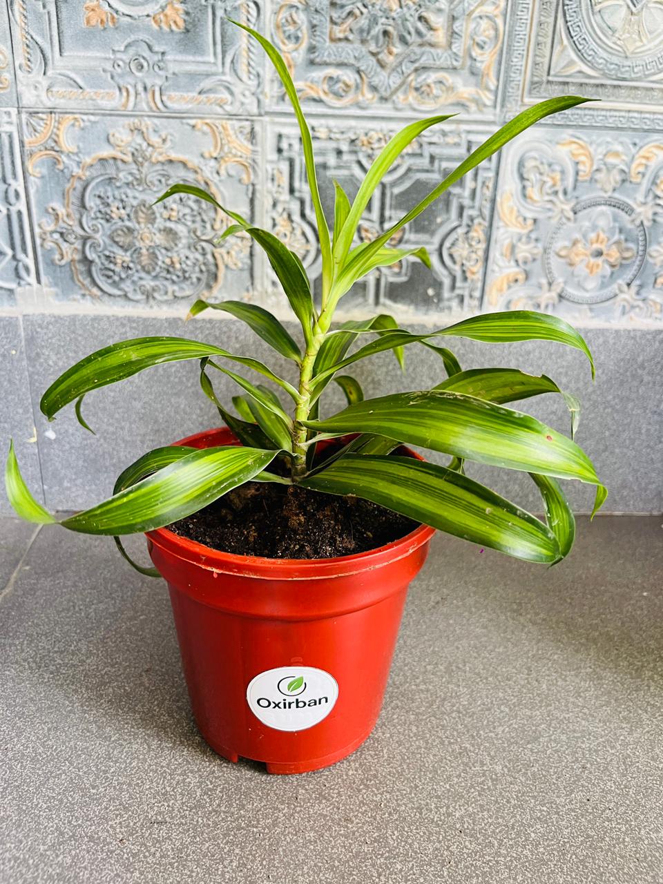 Messengers Plant