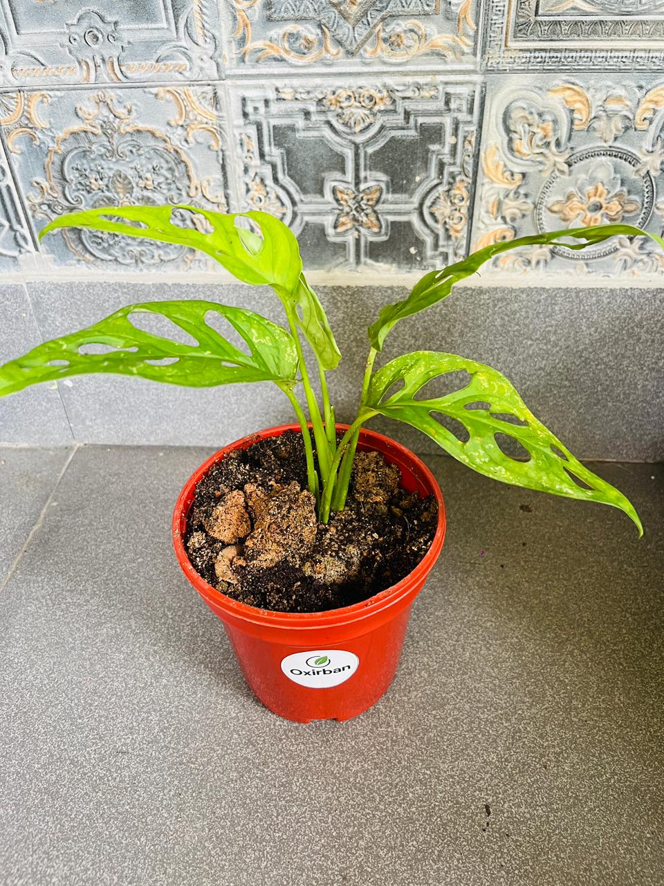 Broken Heart Plant (Monstera Adansonii/Swiss Cheese Plant)