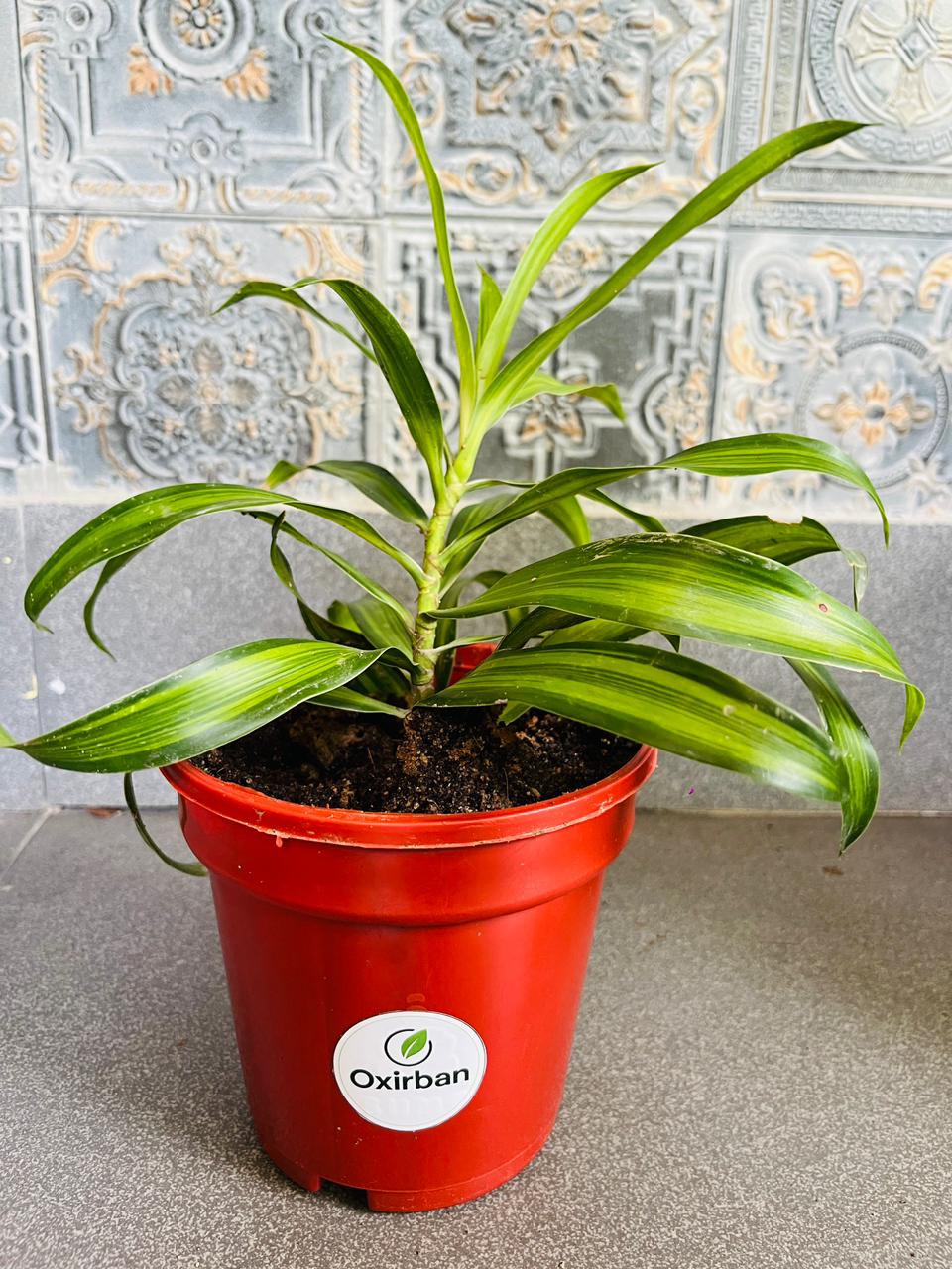 Messengers Plant