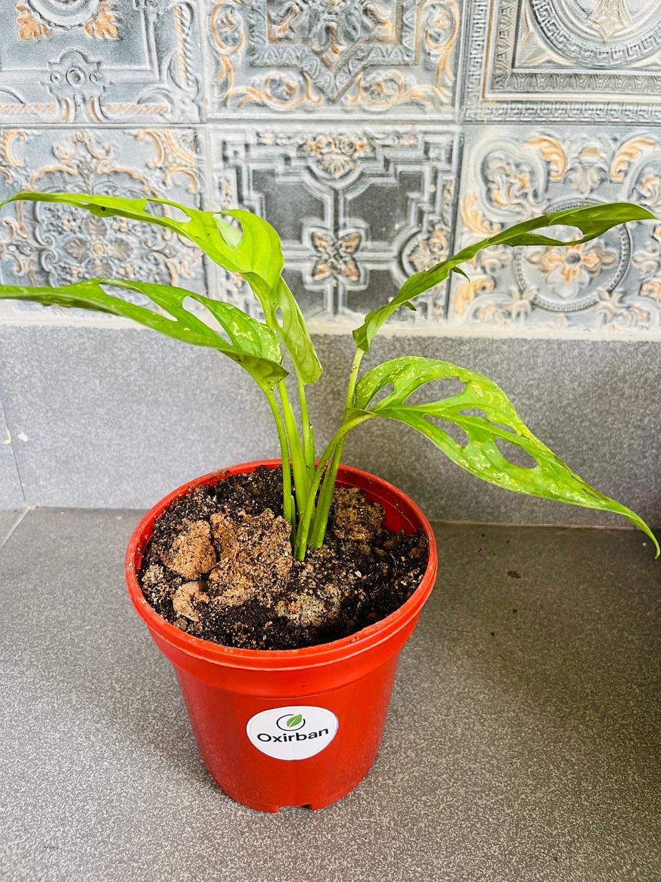 Broken Heart Plant (Monstera Adansonii/Swiss Cheese Plant)
