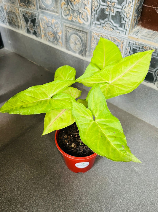 Yellow Syngonium Plant