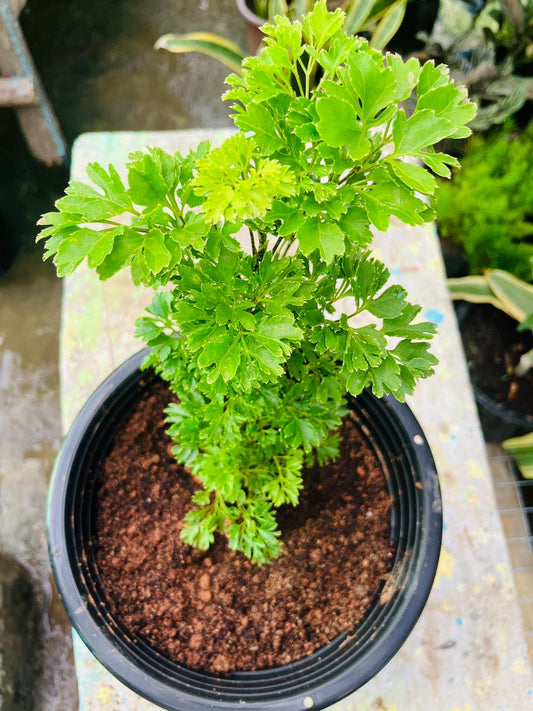 Table Kamini Plant