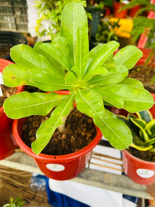 Single grafted adeniuam