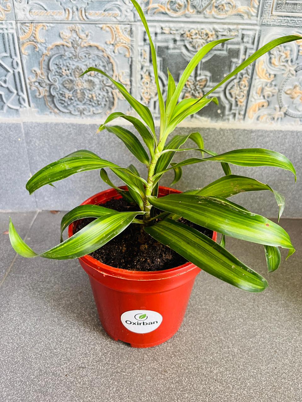 Messengers Plant