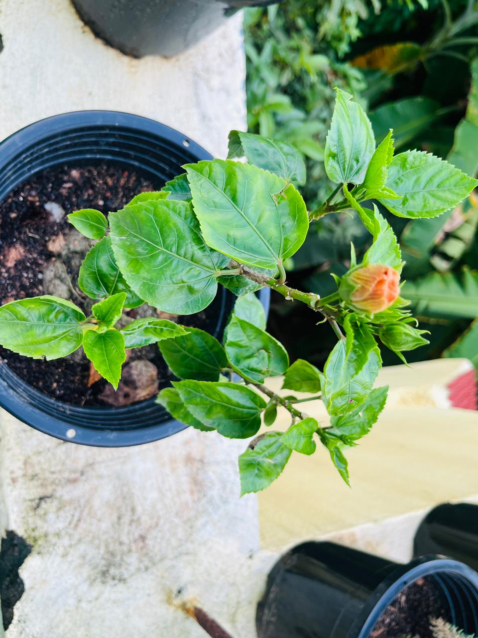 Hibiscus Flower Plant