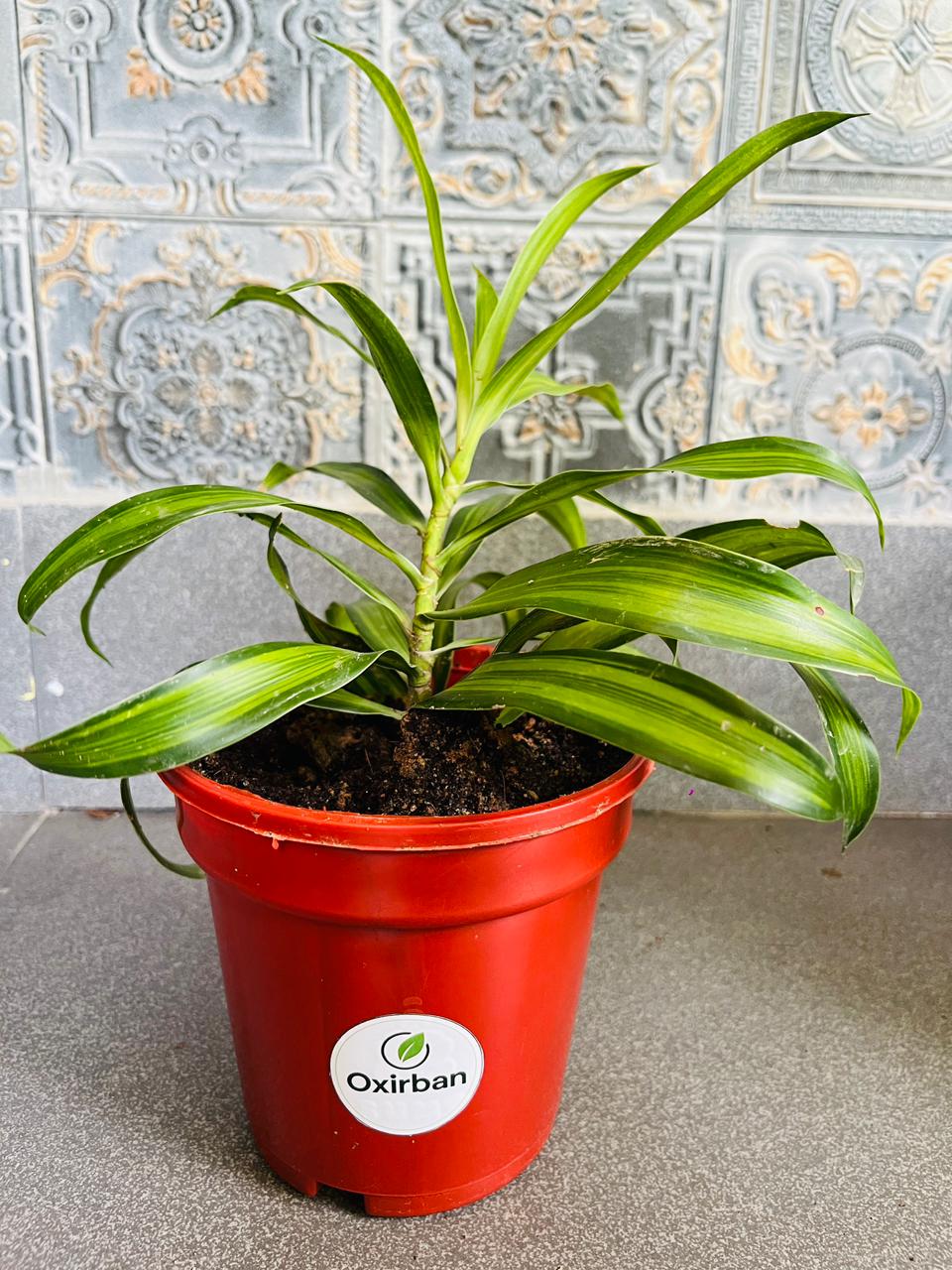 Messengers Plant