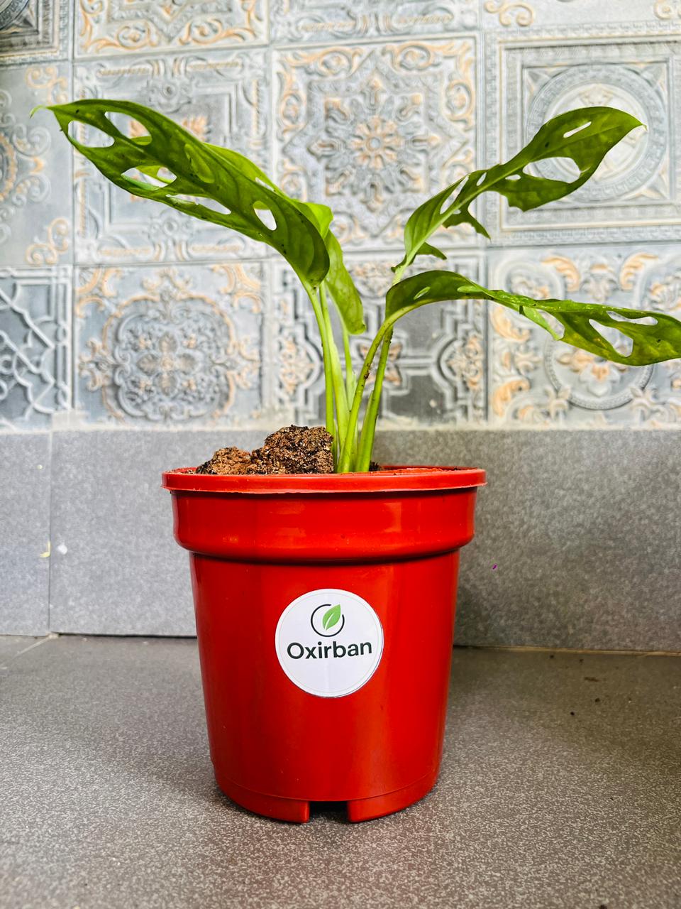Broken Heart Plant (Monstera Adansonii/Swiss Cheese Plant)