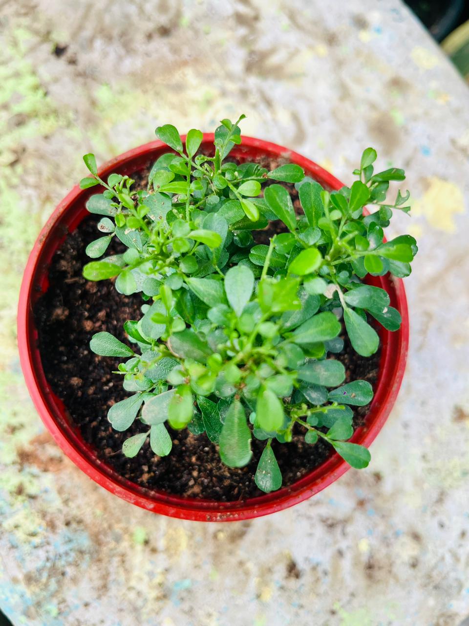 Madhu Kamini Flower Plant
