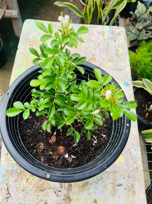 Madhu Kamini Flower Plant