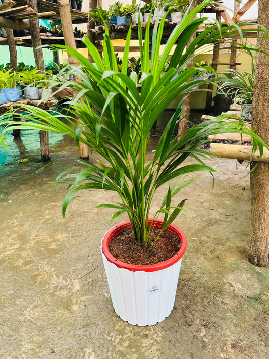 Arica Palm Plant