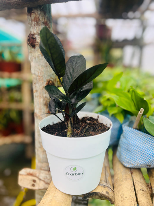 Black ZZ Plant