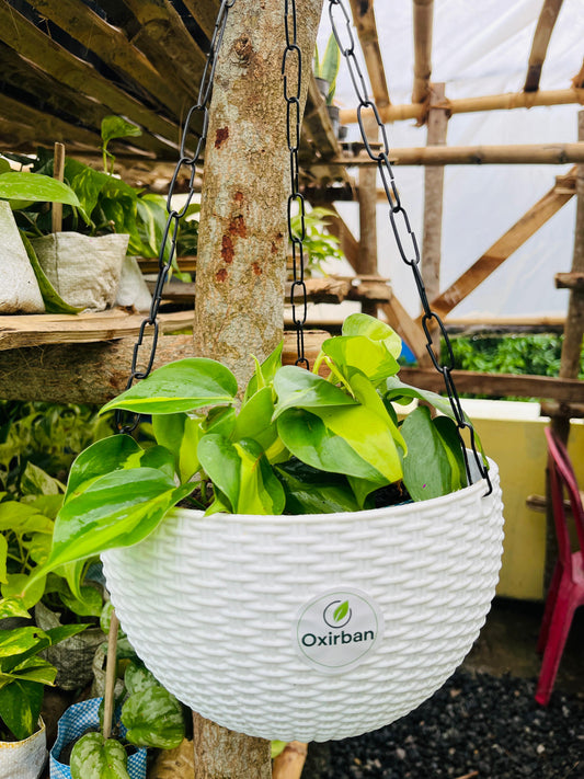 Brasil Money Plant