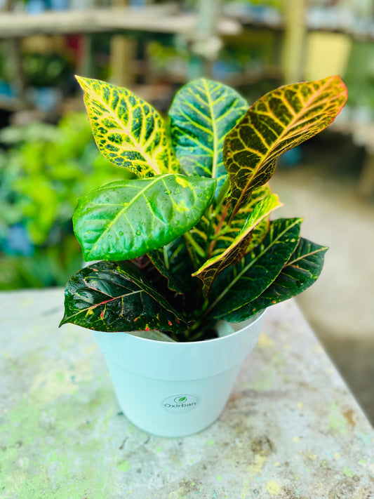 Croton Plant