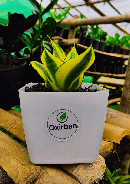 Golden Honey Snake Plant
