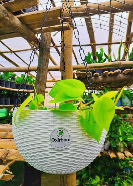 Green Money Plant