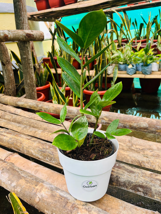 Green ZZ Plant