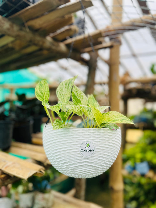 Mangula Money Plant