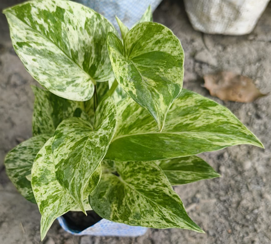 Marvel Queen Money Plant