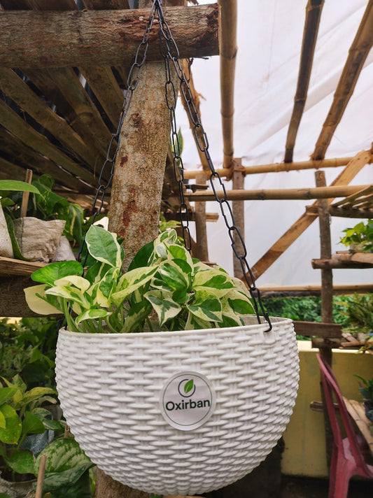 N Joy Money Plant