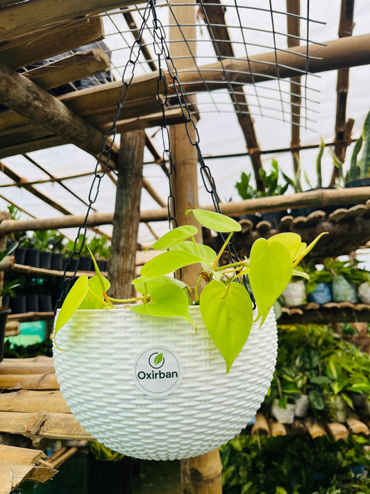 Oxicardinal Money Plant (Epipremnum Aureum/Golden Pothos)
