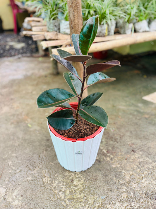 Rubber Plant
