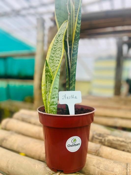 Aastha - Striped Variegated Snake Plant (Trifasciata Laurentii)