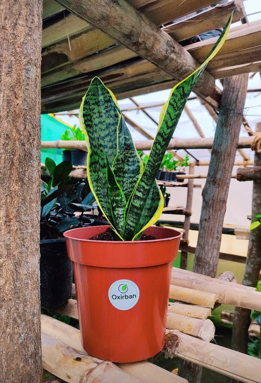 Varicated Snake Plant/Dracaena trifasciata , Sansevieria